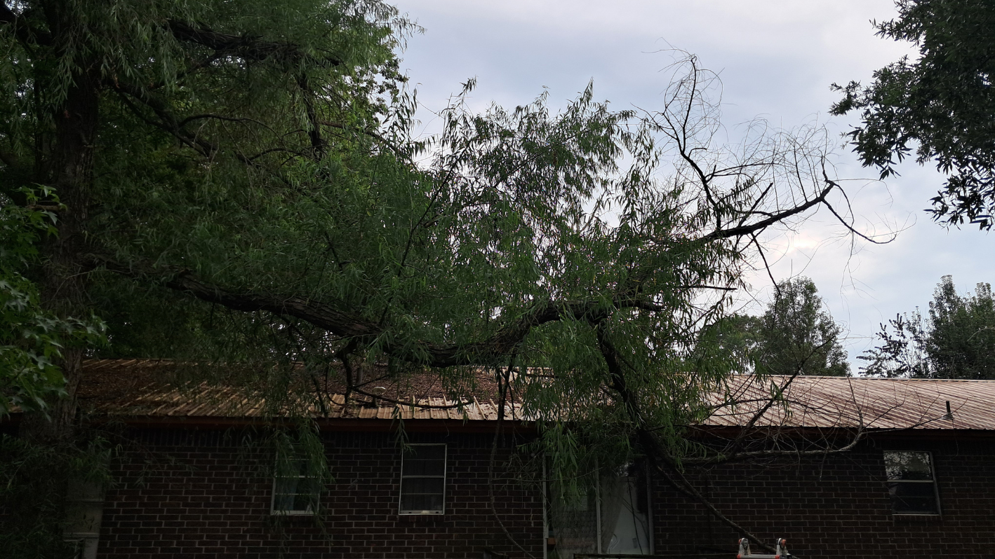 A house with a tree in front of it